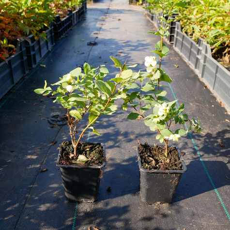 Śnieguliczka biała (P9)