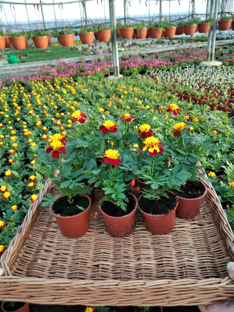 Aksamitka Aksamitki Byczek żółto-brązowa nisk Odstrasza Komary