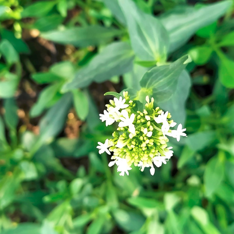 Ostrogowiec biały Albus (C2)