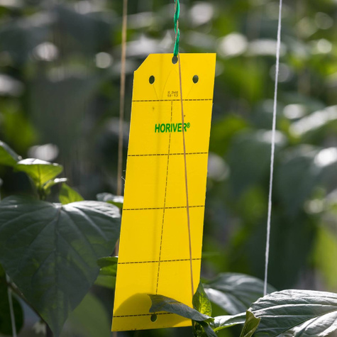 Duże żółte tablice lepowe Horiver 22szt 25x40 cm