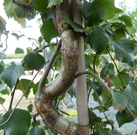 Brzoza brodawkowata 'Spidre Alley' Pa120