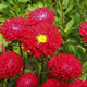 Aster chiński karłowy koszyczkowaty Mini czerwony 1g