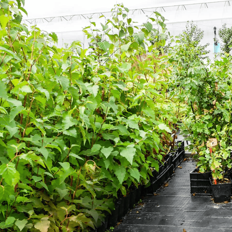 Brzoza papierowa (C2)