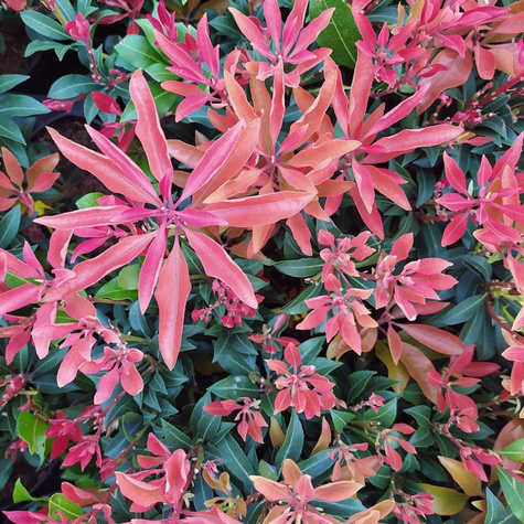 Pieris japoński Mountain Fire (C2)