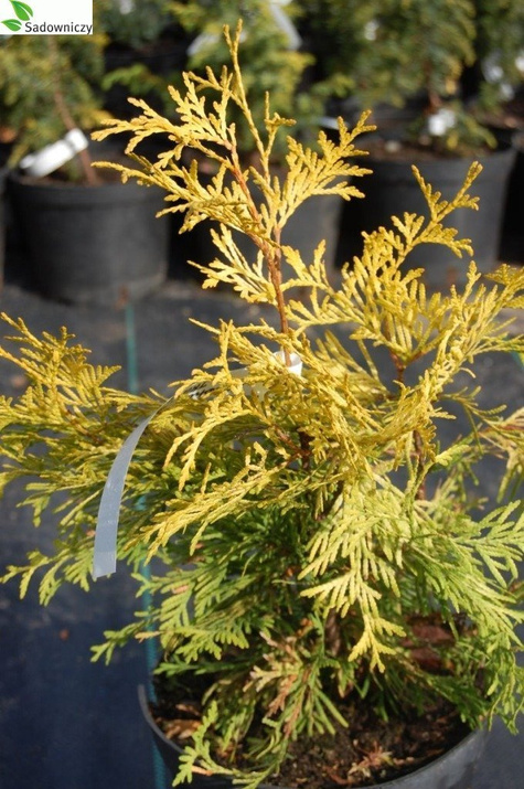 Thuja Tuja Żywotnik zachodni Sunkist (C2)