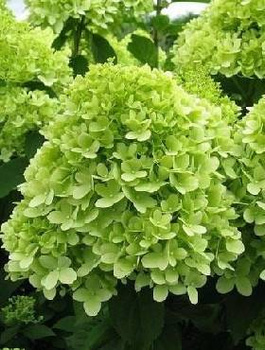 Hortensja bukietowa Little Lime Mała Limonka (C2)