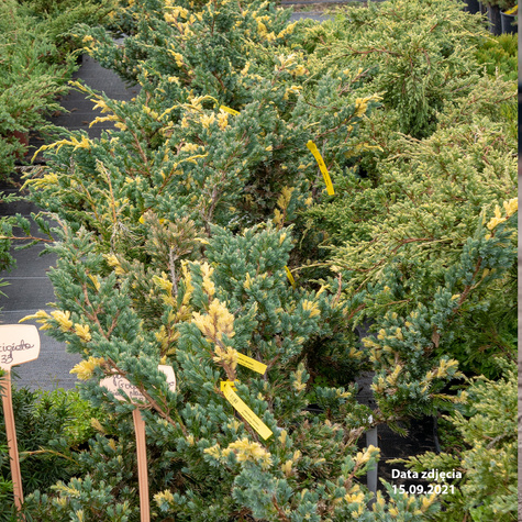 Jałowiec łuskowaty Golden Flame białe plamki