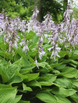 Funkia Hosta Siebolda Sieboldiana (C2)