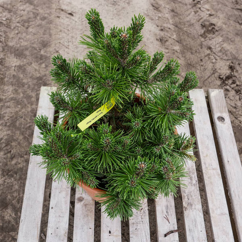 Sosna górska kosodrzewina Mugo Mops