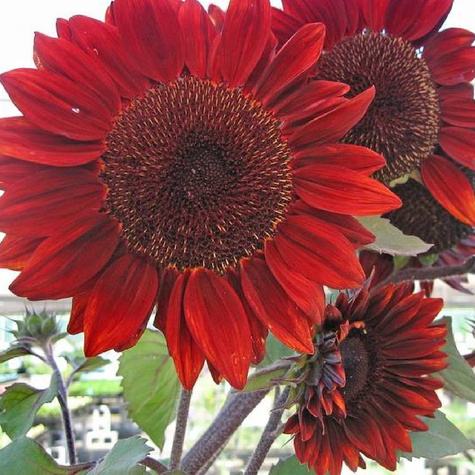 Słonecznik wysoki Red Sun 1g