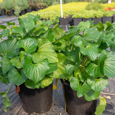 Fiołek motylkowaty Freckles