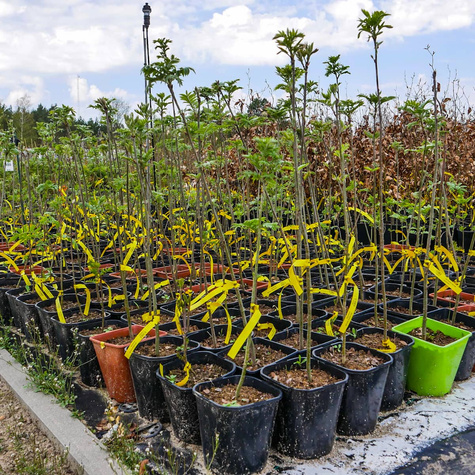 Jarzębina Jarząb pospolity (C2)