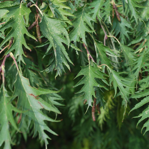 Buk zwyczajny Incisa