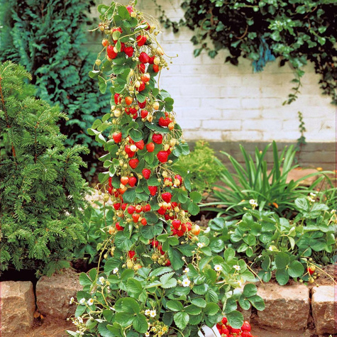 Zestaw Truskawka Albion pnąca wisząca powtarzająca FRIGO 10szt.