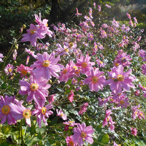 Zawilec japoński Pamina (C2)