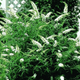 Budleja Dawida White Profusion biała (P9)
