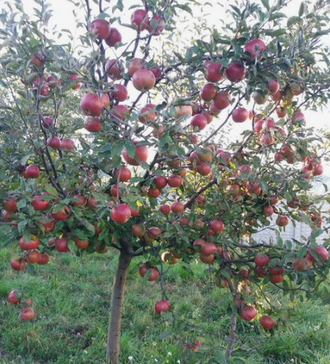 Jabłoń Red Lobo Plant Pack