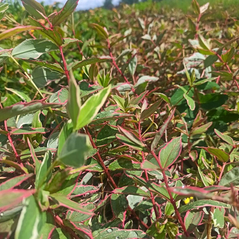 Dziurawiec Tricolor (C2)