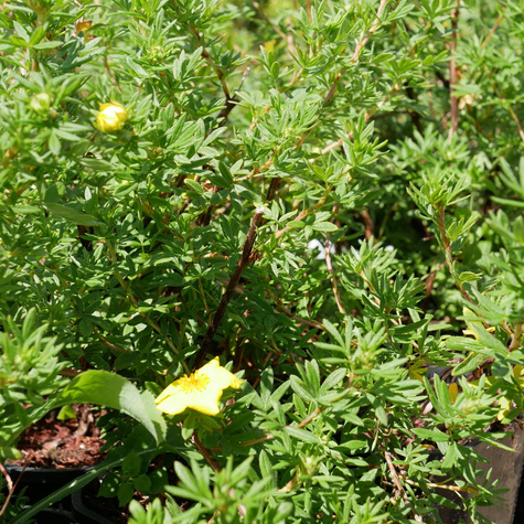 Pięciornik krzewiasty Farrerii