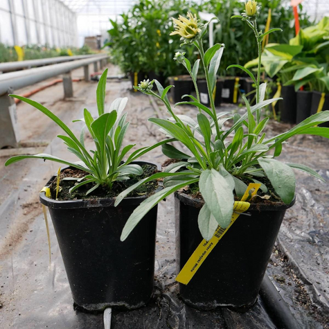 Aster alpejski White (C2)