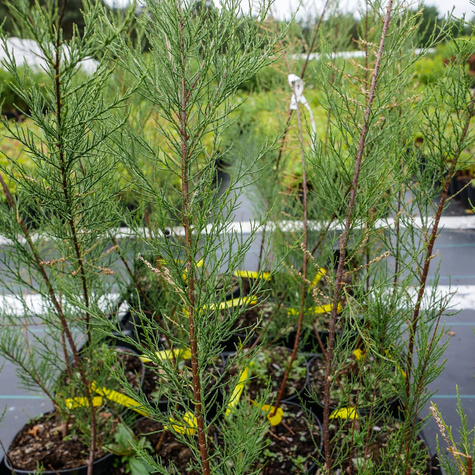 Tamaryszek czteropręcikowy (C2)