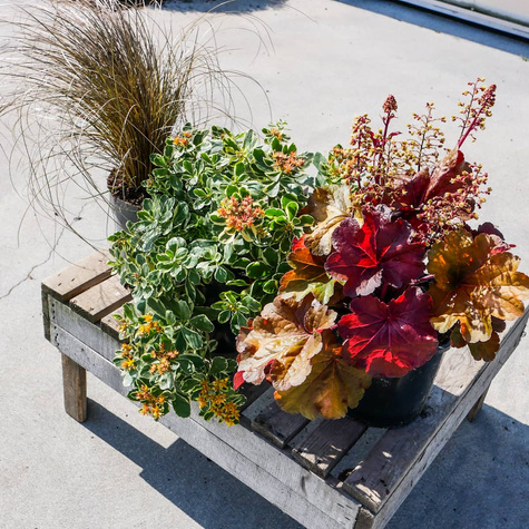 Jesienny zestaw bylin z rozchodnikiem