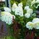 Hortensja bukietowa Magical Mont Blanc (P9)