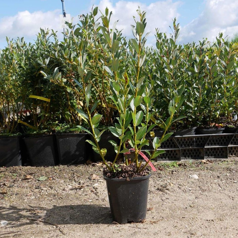 Wierzba Yellow Flame żółta kora (C2)