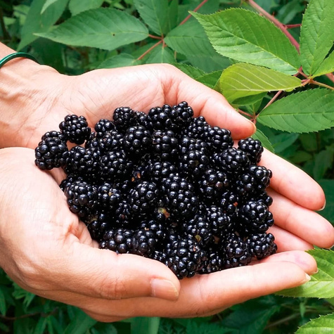 Jeżyna bezkolcowa Plant Pack
