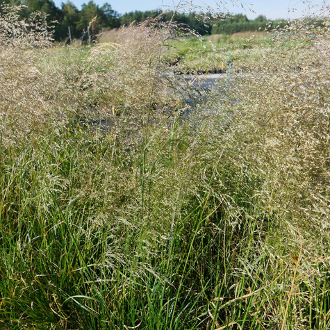 Śmiałek darniowy Schottland (C2)