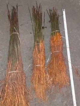 Podkładka Gruszy Grusza Kaukaska Silnie Rosnąca Plant Pack