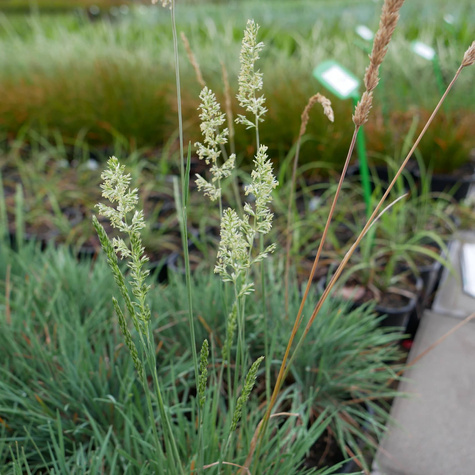 Strzęplica sina Coolio