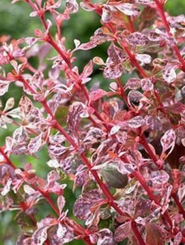 Berberys Thunberga Flamingo (C2)