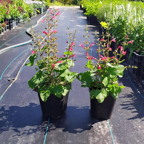 Szałwia Hot Trumpets (C2)