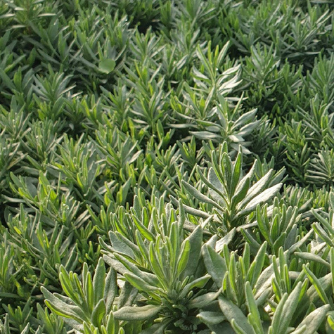 Lawenda wąskolistna lekarska Hidcote Blue Strain (C2)