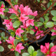Azalia japońska Delikatna różowa (C2)