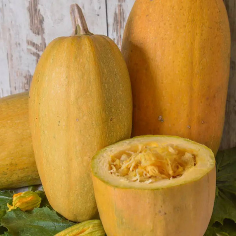 Dynia zwyczajna Makaronowa 2g