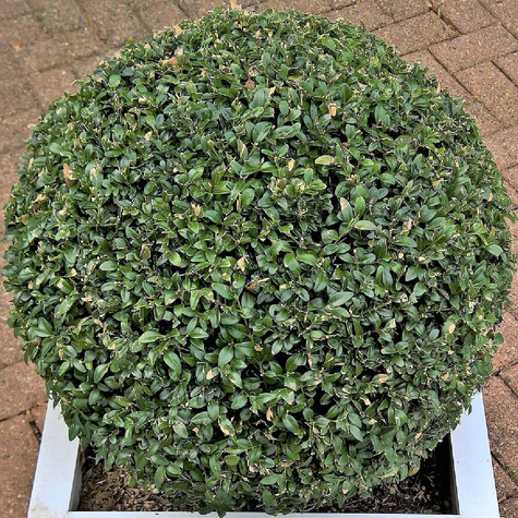 Bukszpan drobnolistny Faulkner (C2)