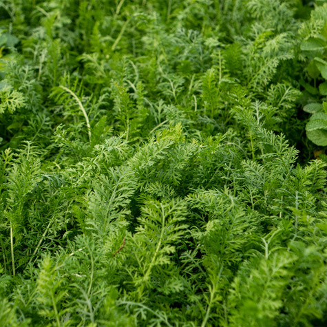 Krwawnik ogrodowy Summer Pastels