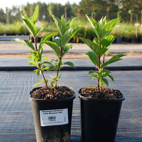 Hortensja bukietowa Little Blossom (C2)