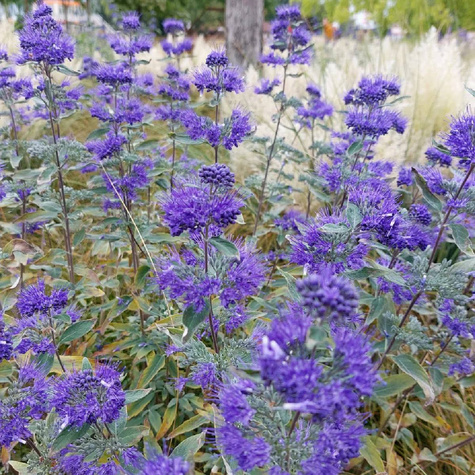 Barbula klandońska Heavenly Blue (C2)