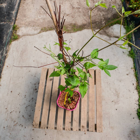 Powojnik Clematis wielkokwiatowy Danuta (C2)