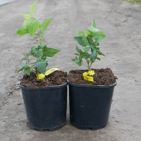 Lilak pospolity Miss Ellen Willmott pachnący (C2)