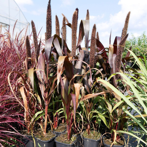 Rozplenica Perłowa Purple Baron (C2)