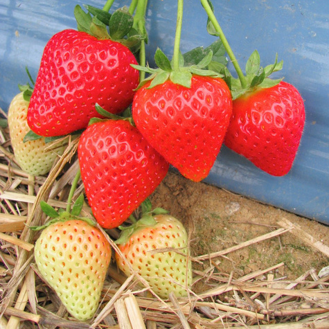 Zestaw Truskawka Elsanta FRIGO 10szt