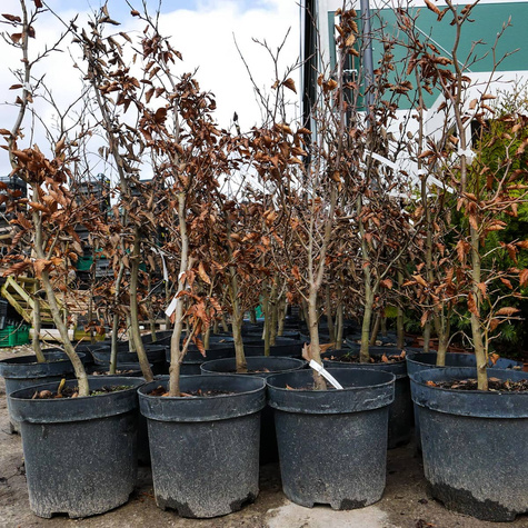 Buk pospolity Atropunicea Jeden z piękniejszych (C2)