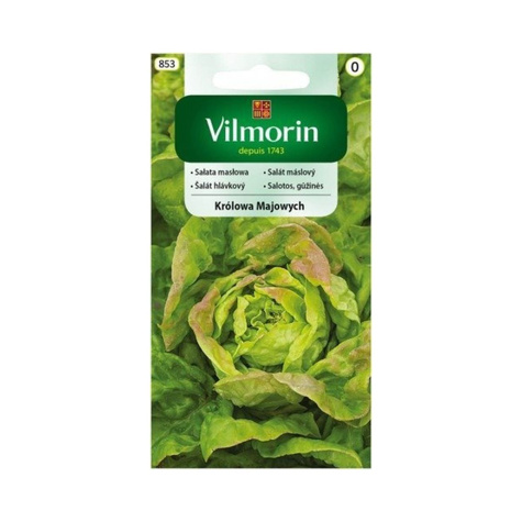 Sałata masłowa Królowa Majowych wczesna 1g