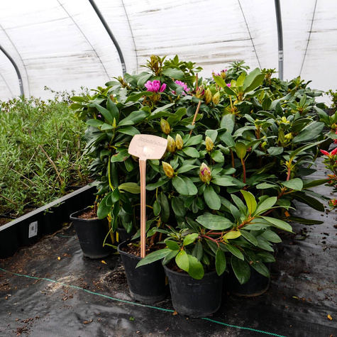 Rododendron Albert Schweitzer (C2)