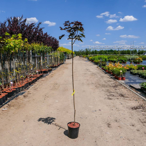 Klon szczepiony na pniu Purple Globe (Pa 130)