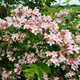 Kolkwicja chińska Pink Cloud (C2)